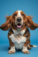 Louie, Pawsada's demo dog