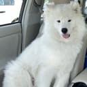 Capy