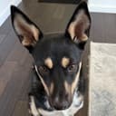 Beau