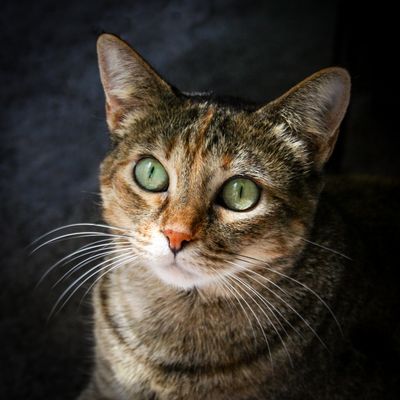Gracie