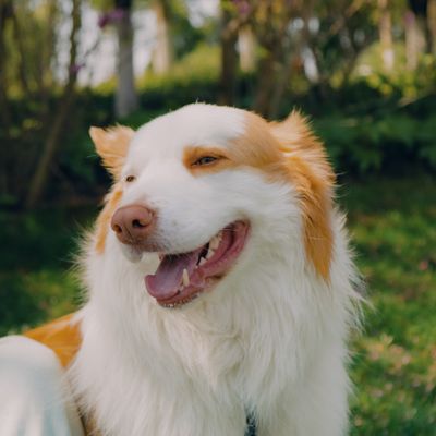 Milo