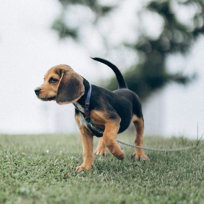 Maggie