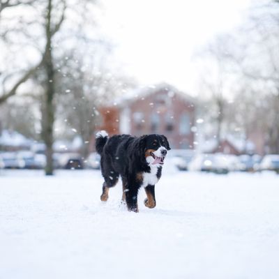 Rocky