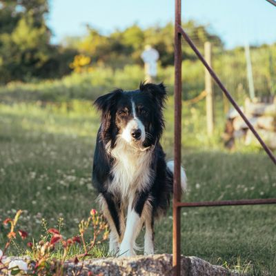 Juniper