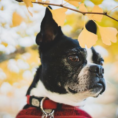 Finn