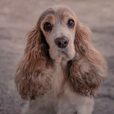 Bailey