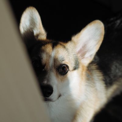 Gus
