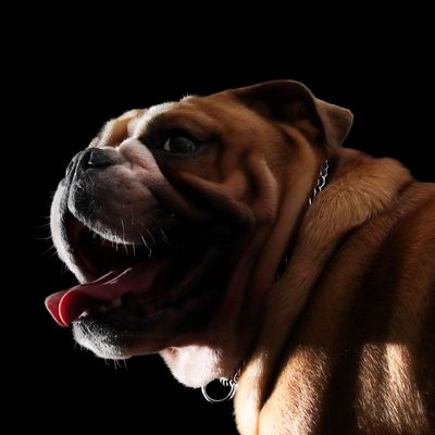 Otis