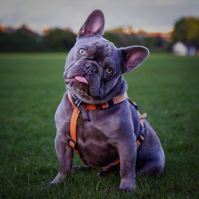 Moose