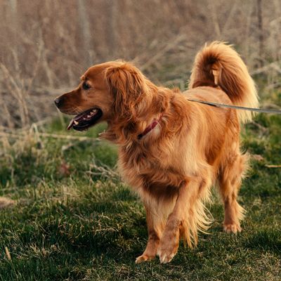 Cooper