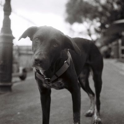 Nova