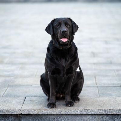 Rex