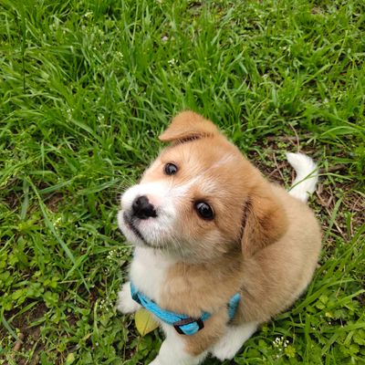 Biscuit