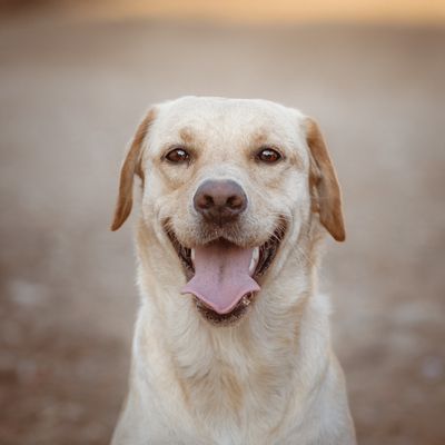 Duke