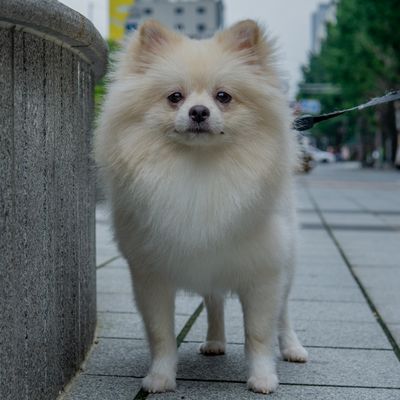 Lola