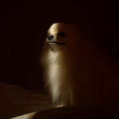 Lola