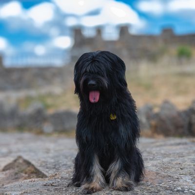 Bailey