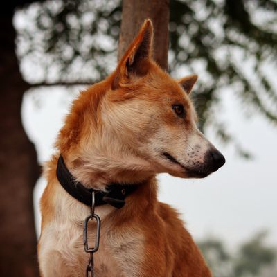 Zeus