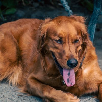 Buddy