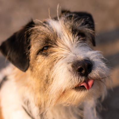 Mochi