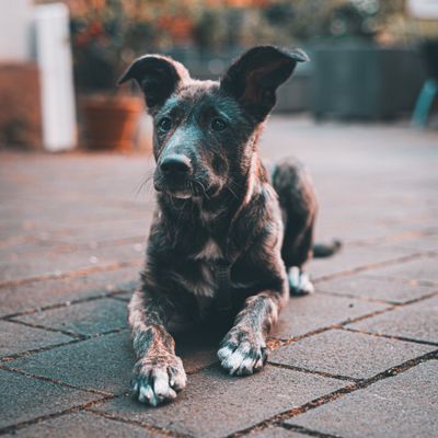 Beau